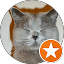 Teddy Cat Avatar